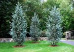 Blue Atlas Cedar Trees Online