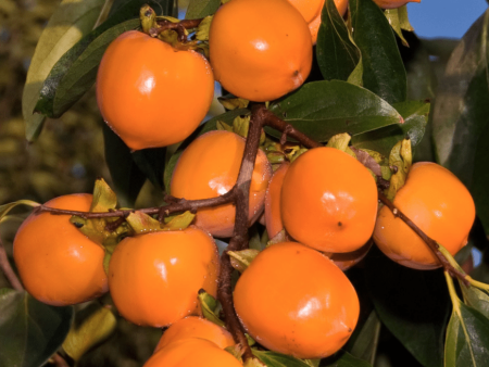 Tanenashi Persimmon Trees Sale