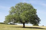 Black Walnut Tree Hot on Sale