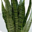 Snake Plant Zeylanica Plants Cheap