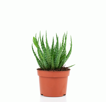 Hedgehog Aloe Plant Discount