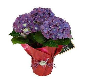 Tri-color Hydrangea Gift Fashion