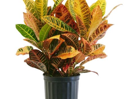 Croton Petra Plants Fashion