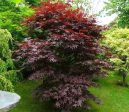 Bloodgood Japanese Maple Trees For Sale