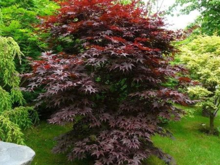 Bloodgood Japanese Maple Trees For Sale