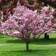 Robinson Crabapple Tree Discount