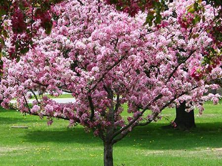 Robinson Crabapple Tree Discount