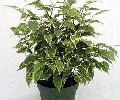 Variegated Ficus benjamina Plants on Sale