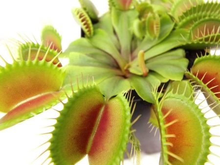 Venus Fly Trap Plants on Sale