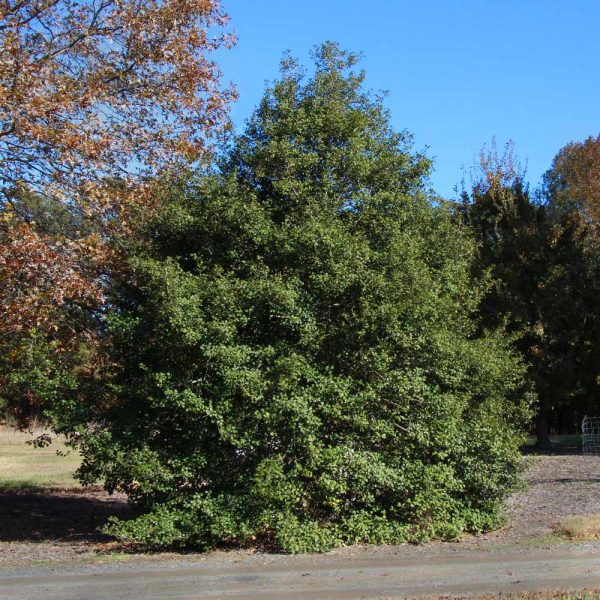 Greenleaf American Holly Shrub Online Hot Sale