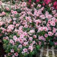 Autumn Belle™ Encore® Azalea Shrub Cheap