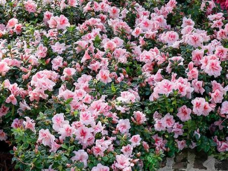 Autumn Belle™ Encore® Azalea Shrub Cheap