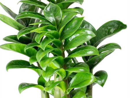 Zenzi ZZ Dwarf Plants Online