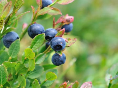 Premier Blueberry Bush Online