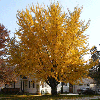 Ginkgo Tree Online Hot Sale