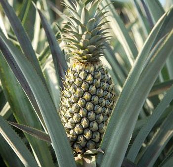 Florida Special Pineapple on Sale