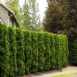 American Pillar Arborvitae Trees Online Hot Sale