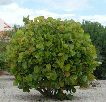 Sea Grape Bush Online Hot Sale