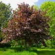 Crimson King Maple Tree For Sale