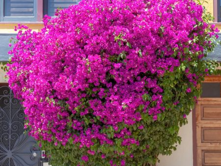 Barbara Karst Bougainvillea Vine Supply