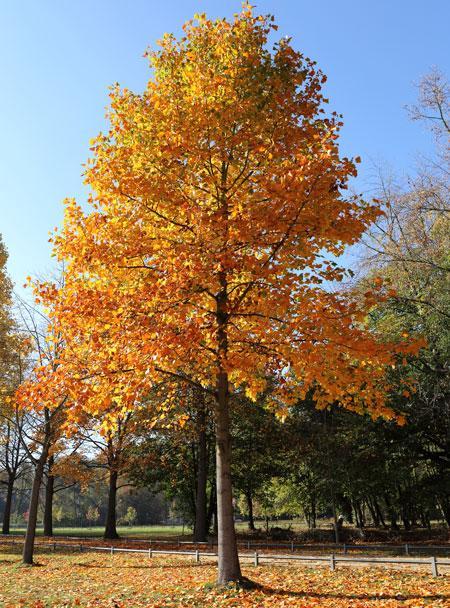 Tulip Poplar Online now