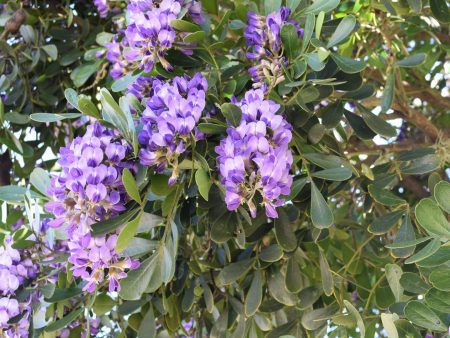 Texas Mountain Laurel Sale