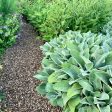 Lamb s Ear Online