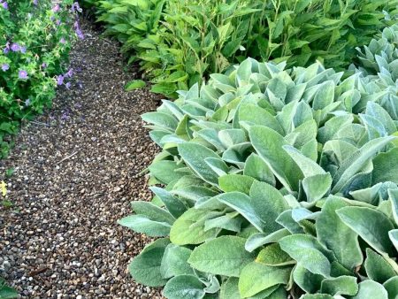 Lamb s Ear Online