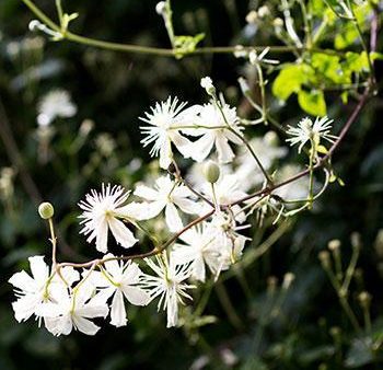 Armandii Snowdrift Clematis Discount