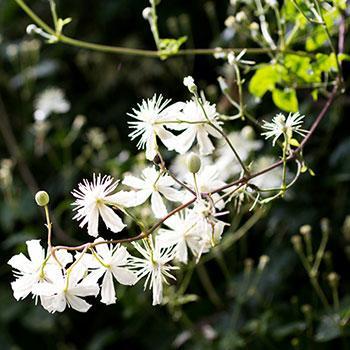 Armandii Snowdrift Clematis Discount