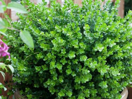 Boxwood Sprinter Shrubs Cheap