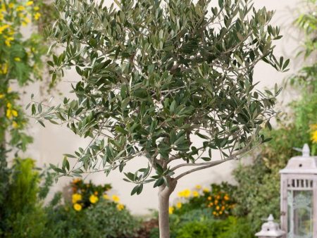 Arbequina Olive Trees Discount