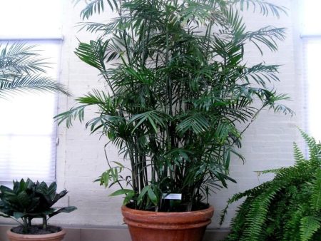 Bamboo Palm Plants For Sale