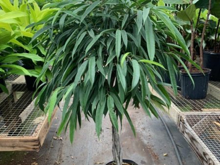 Braided Stem Ficus Alii Trees For Discount