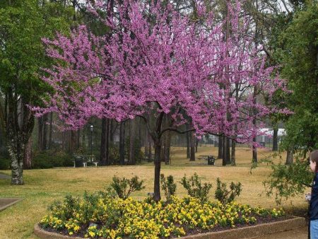 Forest Pansy Redbud Tree Online now