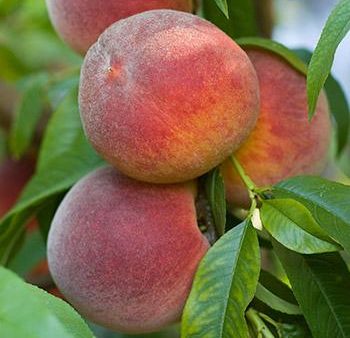 Contender Peach Tree For Sale