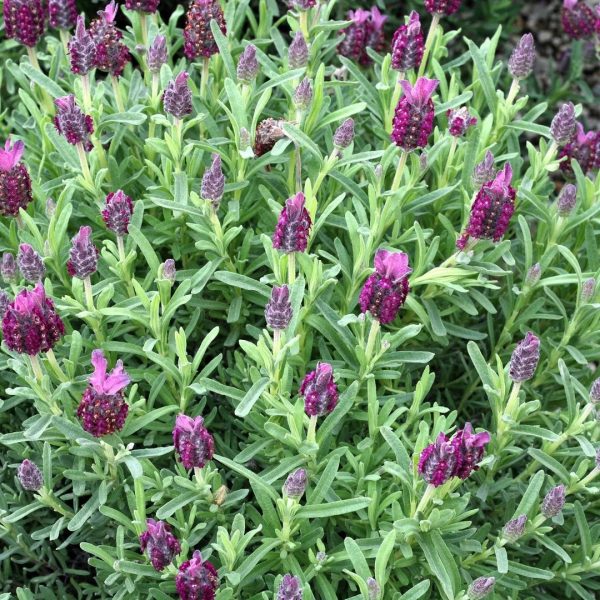 Otto Quast Spanish Lavender Sale