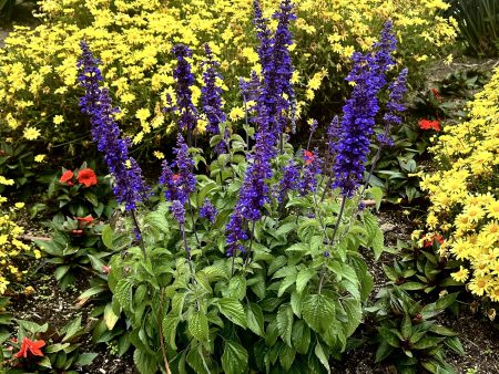 Mystic Spires Blue Salvia For Discount