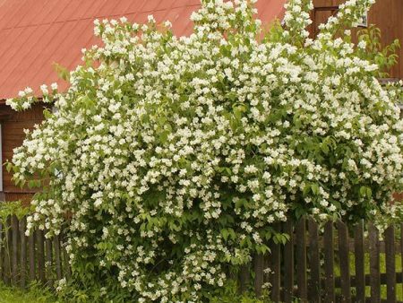 Sweet Mock Orange Shrub For Discount