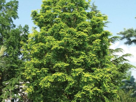 Dawn Redwood Trees Hot on Sale