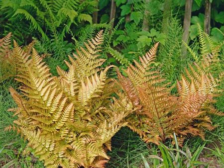 Brilliance Autumn Fern Plant Online Hot Sale