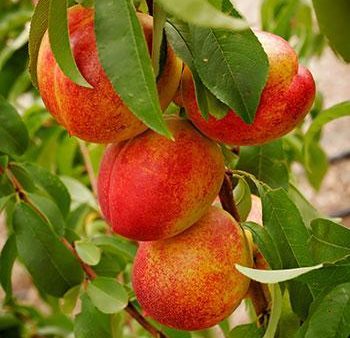 Sunglo Nectarine Tree Cheap