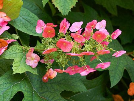 Ruby Slippers Hydrangea Shrub Online Sale