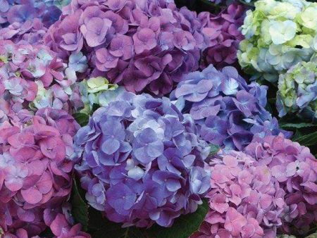 L.A. Dreamin  Hydrangea Shrubs For Cheap