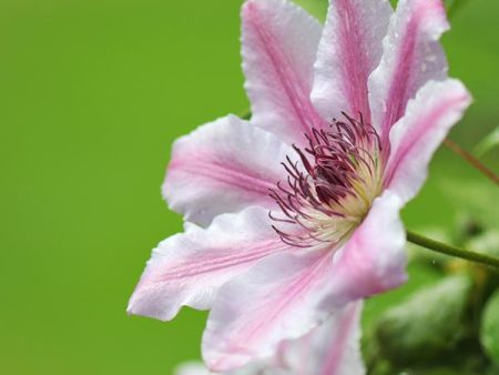 Nelly Moser Clematis Vine Sale