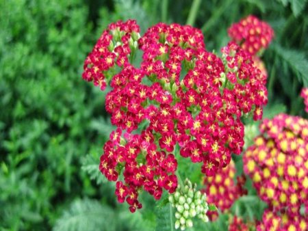 Achillea Strawberry Seduction Hot on Sale