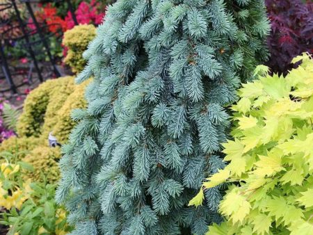 Weeping Blue Spruce Cheap