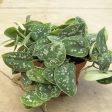 Satin Pothos Scindapsus Pictus For Discount