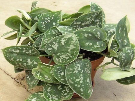 Satin Pothos Scindapsus Pictus For Discount