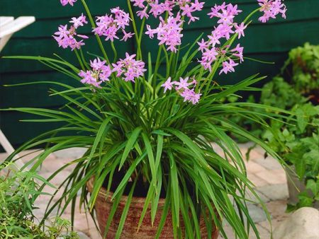 Society Garlic Plant Sale